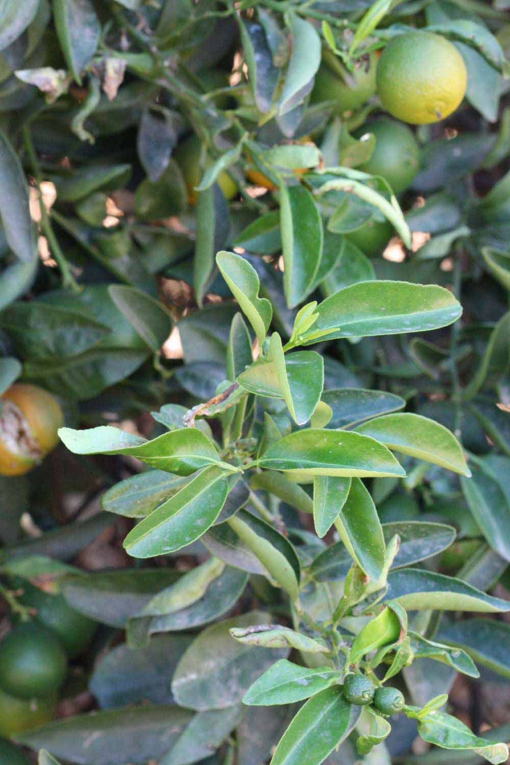              Shade leaves (Riverside, CA)       